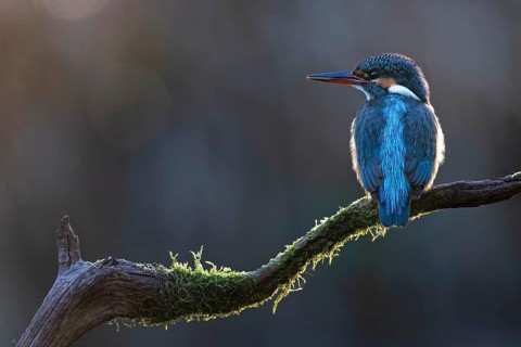 Kingfisher (Alcedo atthis) Indicator of clean watercourses, female at sunrise, perching on a