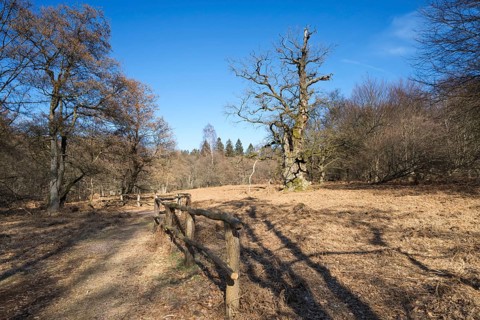 Primeval forest Urwald Sababurg, Hofgeismar, Weser Uplands, Weserbergland, Hesse, Germany