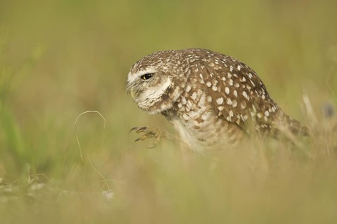 Burrowing Owl (Athene cunicularia), Florida, USA