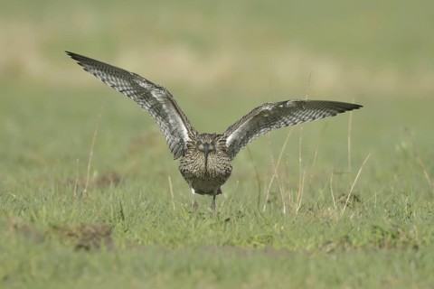 Eurasian Curlew (Numenius arquata), North Rhine-Westphalia, Germany