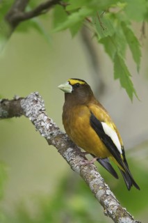 Evening Grosbeak (Hesperiphona vespertina) male, British Columbia, Canada