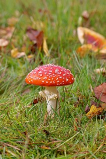 Red fly agaric (Amanita muscaria), fruiting body, in a meadow, close-up, Wilnsdorf, North
