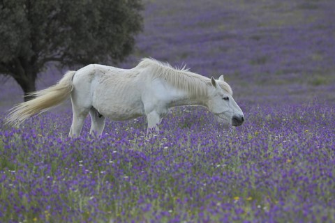 White horse in purple flower meadow, idyll, mold, animal husbandry, landscape, Campillo de