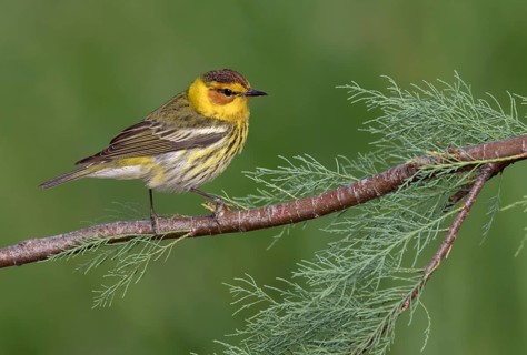 Cape May Warbler (Setophaga tigrina) male perched on a branch, Texas, USA