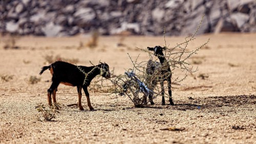 Two goats stand in a barren desert landscape and feed on a small bush, goats feed on a dry bush in