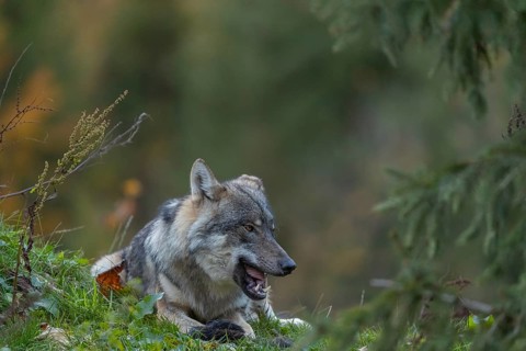 One eurasian gray wolf (Canis lupus lupus) lying on a hill, chewing on a piece of fur. A green