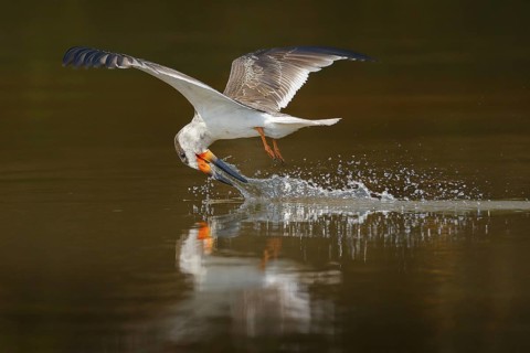 Skimmer drink water. Black skimmer fly, in river, Rio Negro, Pantanal, Brazil. Skimmer drinking