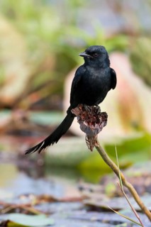 Black Drongo (Dicrurus macrocercus), Bueng Boraphet, Thailand