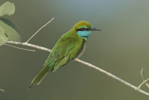 Green Bee-eater (Merops orientalis), Oman