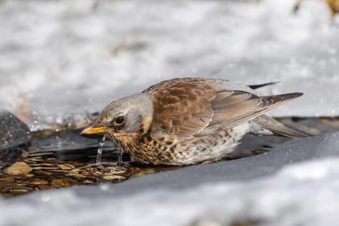 Fieldfare (Turdus pilaris) drinking at an icy creek, Mecklenburg-Western Pomerania, Germany