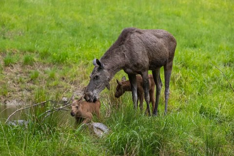 Two baby moose or elk (19 days old, born May 8, 2020) and their mother, Alces alces, standing on a