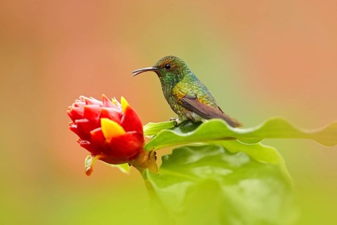 Costa Rica, Coppery-headed Emerald, Elvira cupreiceps, beautiful hummingbird from La Paz Cordillera