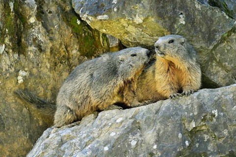 Two alpine marmots (Marmota marmota), sniffing each other, Switzerland