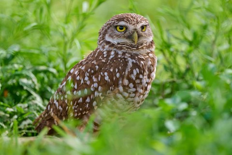 Burrowing owl (Speotyto cunicularia), sitting in a meadow, Pembroke Pines, Florida, USA