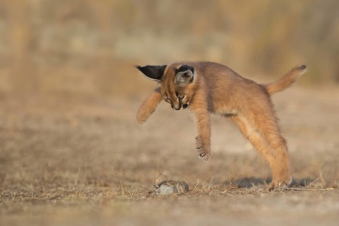 Caracal (Caracal caracal) cub jumping and playing with House Sparrow Prey, Castile-La Mancha, Spain