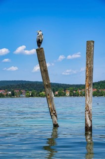 A grey heron sits on a wooden post on the edge of Lake Constance on the island of Reichenau,