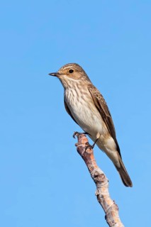 Grey flycatcher, (Muscicapa striata), on perch, family of flycatchers Lesbos Island, Lesbos, Greece