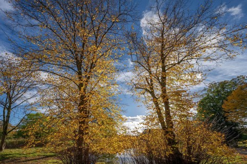 Autumnal lime trees (Tilia platyphyllos) at a village pond on an estate, Othenstorf,