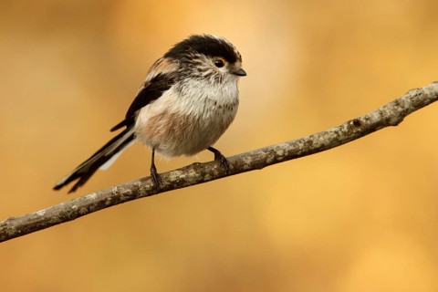 Long-Tailed Tit (Aegithalos caudatus), perched on a branch, Castile and Leon, Spain