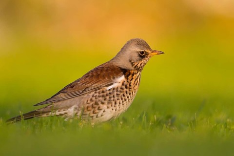 Fieldfare (Turdus pilaris), Schleswig-Holstein, Germany