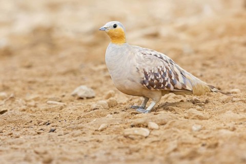 Tropical Sandgrouse, (Pterocles senegallus), animals, birds, flying fowl, Senegal flying fowl,