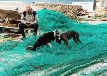 Playful dogs fight next to a fisherman who ties and repairs his net, Cala Figuera harbour, Majorca,