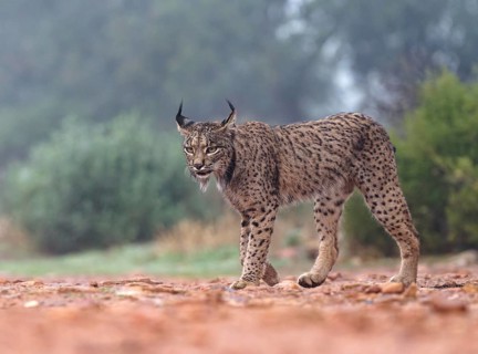 Lynx pardinus, portrait, Castilla-La Mancha, Spain