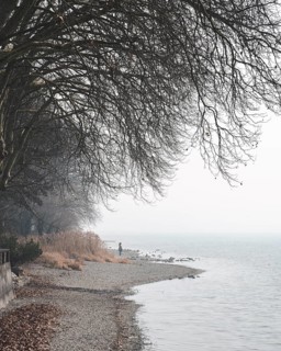 Foggy atmosphere on the Mettnau peninsula near Radolfzell am Lake Constance, Konstanz district,