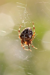 Cross spider, September, Germany