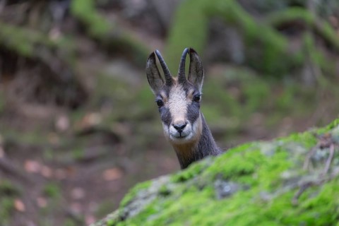 One chamois (Rupicapra rupicapra) standing in a forest behind a mossy rock. Only the head can be