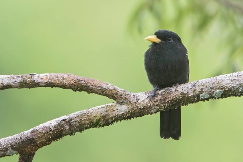 Yellow-billed Nunbird (Monasa flavirostris) perched on a branch in Ecuador, South America