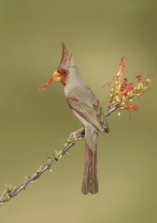 Pyrrhuloxia (Cardinalis sinuatus) male, Texas, USA