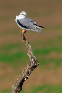 Black-winged Kite (Elanus caeruleus), Andalusia, Spain