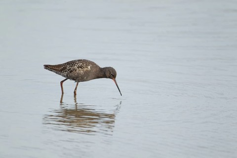 Spotted redshank (Tringa erythropus) adult male wading bird in summer plumage in a shallow lagoon,