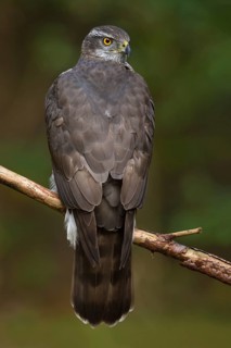 Northern Goshawk (Accipiter gentilis) female, Utrecht, Netherlands