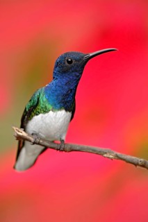Hummingbird White-necked Jacobin, Florisuga mellivora, sitting next to beautiful red hibiscus