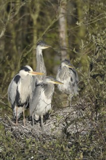 Grey Heron (Ardea cinerea) juvenile, North Rhine-Westphalia, Germany