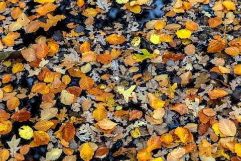 Autumn leaves, autumn-colored leaves floating on moor water, Osterwald, Zingst,