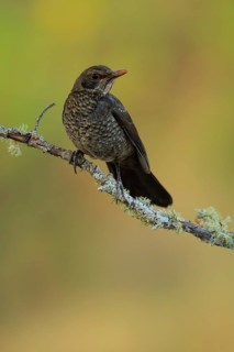 Common Blackbird (Turdus merula) juvenile, Andalusia, Spain