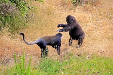 L'Hoest's monkey (Allochrocebus lhoesti, Syn.: Cercopithecus lhoesti), adult, on ground, playing,