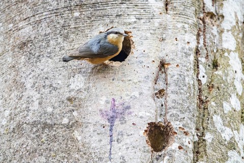 Nuthatch (Sitta europaea) Germany
