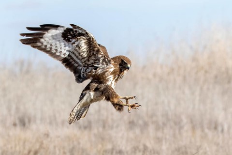 Common Buzzard (Buteo buteo) landing, Castile-La Mancha, Spain