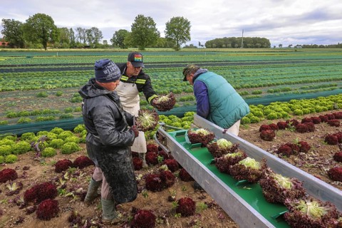 Soest, Sauerland, North Rhine-Westphalia, Germany - Vegetable cultivation, harvest helpers