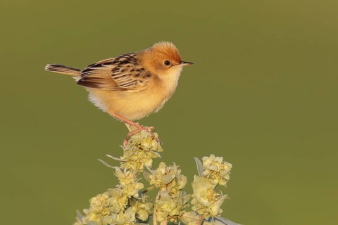 Golden-headed Cisticola (Cisticola exilis), Victoria, Australia