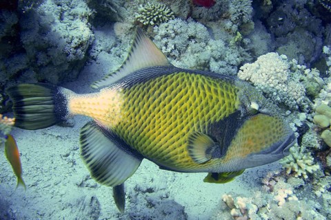 Giant triggerfish (Balistoides viridescens)
