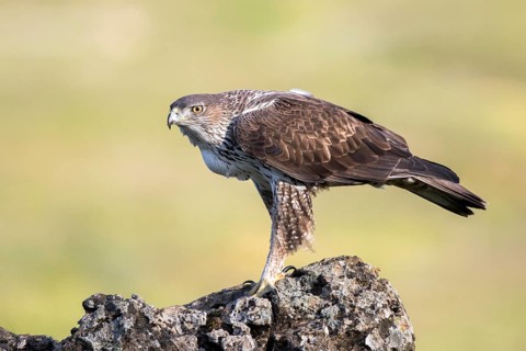 Bonelli's Eagle (Aquila fasciata), Andalusia, Spain