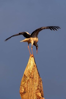 White stork, Rapperswil, Switzerland