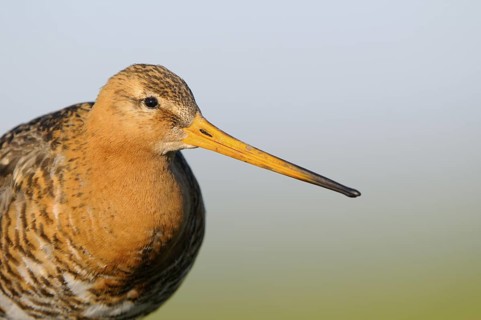 Uferschnepfe (Limosa limosa), Black-tailed Godwit, Altvogel auf Sitzwarte, Portrait, April,