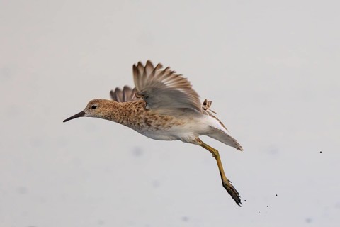 Ruff (Calidris pugnax) flying, Greece