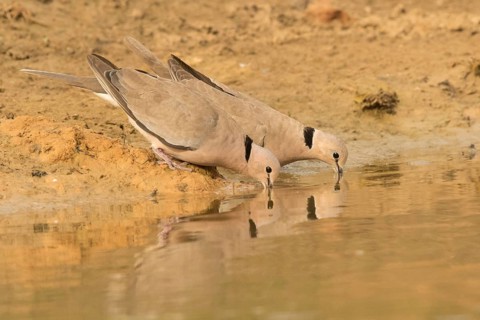 Vinaceous Dove (Streptopelia vinacea), Gambia